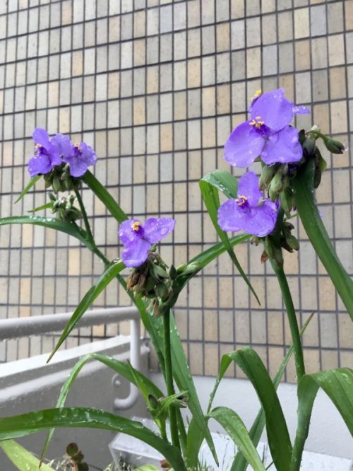   梅雨の差し色  