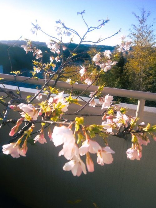  日々日々寒桜 