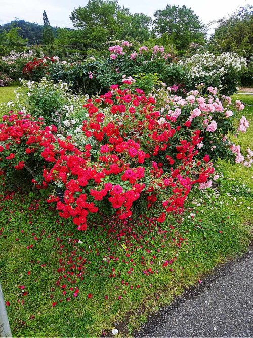 花の名残り