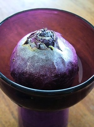 画像4: ヒアシンス　球根用　ＶＡＳＥ　水栽培容器　紫色