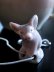 画像7: ピンクの豚　ドリップキャッチャー　ミニチュア陶器　