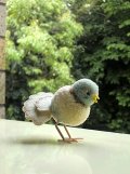 小鳩　シュタイフ 　ポンポンバード　