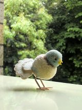 小鳩　シュタイフ 　ポンポンバード　