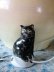 画像1: 黒猫のドリップキャッチャー　ティ－ポット　ミニチュア　ドイツ　陶器　 (1)