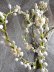 画像2: ワックスフラワー　花かんむり　花嫁のティアラ　フランスのアンティーク (2)
