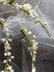 画像7: ワックスフラワー　花かんむり　花嫁のティアラ　フランスのアンティーク