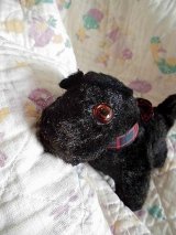 黒い子犬　ブラッキー　テリア