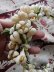 画像4: ワックスフラワー　花かんむり　花嫁のティアラ　フランスのアンティーク (4)