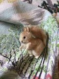 小さなリス     ベルグ    オーストリア　