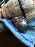 銀のラトル       　うさぎ   　★  デンマーク