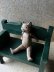 画像2: ジャーマンアンティーク オールビスクドール 猫 ９cm グレーキャット リンバッハ社  (2)