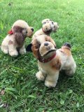 シュタイフ の子犬   ★  ブルドッグ 　　パピー