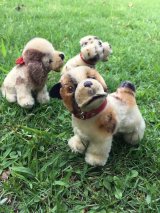 シュタイフ の子犬   ★  ブルドッグ 　　パピー