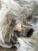 画像3: チルターンキャット　灰色猫　グレーモヘア　英国　Chiltern