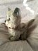 画像6: チルターンキャット　灰色猫　グレーモヘア　英国　Chiltern