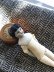 画像5: 小さいちいさいチャイナヘッドドール　人形の家　未使用　アンティーク　ドイツ