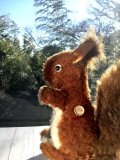 ふさふさしっぽのリス　キュートなグーグリーアイ    　★ハーマン  　ドイツの栗鼠　