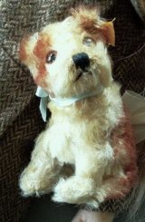 シュタイフドッグ  　  MOＬＬY　  ＤＯＧ  　子犬のモーリー　９ｃｍ　A