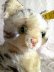 画像2: ヴィンテージの猫さん 　SUSI　シュタイフ　キャット　 (2)