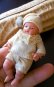 画像5: 落花生の赤ちゃん　青い目をしたセルロイドベビー　ピーナッツベビー　Minerva社　
