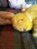 画像2: オムレツ色のうさぎ　ジャパンラビット　レトロなぬいぐるみ　１１ｃｍ　スモールサイズ (2)