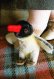 画像1: 赤ちゃんペンギン　 PEGGY　シュタイフ　ヴィンテージ (1)