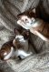 画像4: ミニチュア フィギアのセット 　茶トラ猫さん２種 　BROWN TABBY CAT 　ロイヤルドルトン　 (4)
