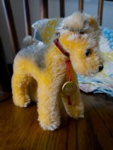 キャラメル色のウェルシュ・テリア　ハーマン　１０ｃｍ