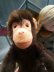 画像4: HAPPY PRICE！　相棒のロバといっしょ　Jocko　シュタイフ　お猿さん　チンパンジ― (4)