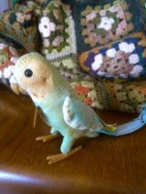 セキセイインコ　フランツィ　FRANZI　９，５ｃｍ　シュタイフ　ベルベット　　