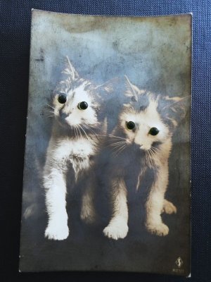 画像1: 猫の目　古い時代の珍しいフォトカード　