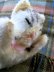 画像3: おやすみキティン　寝おち猫　Floppy Cat 　スリーピングキャット　シュタイフ (3)