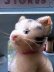 画像2: シュタイフの猫さん　SUSI　キャット　１９３６年復刻 (2)