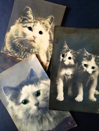 猫の目　古い時代の珍しいフォトカード　C