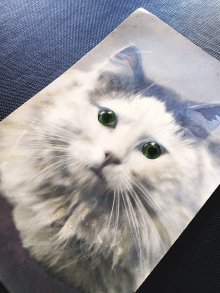 他の写真2: 猫の目　古い時代の珍しいフォトカード　A