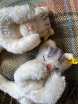 寝落ちの子猫さん　シュタイフ　スヤスヤおやすみ　スリーピングキャット