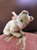 画像4: シマ猫さん　ドイツのヴィンテージキャット　１１ｃｍ