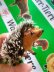 画像3: 森の動物　ハリネズミ　ワグナー社　WAGNER　ミニチュア (3)