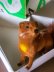 画像2: 森の動物　イタチ　ワグナー社　WAGNER　ミニチュア (2)