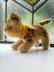 画像4: 猫のタプシー　TAPSY　シュタイフ　キャット　１１ｃｍ