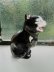 画像2: ラッキーという名の黒猫さん　英国　ロイヤルドルトン　 (2)
