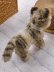 画像4: 猫のTUBBY 　ピスタチオグリーンのガラス目　シュタイフ　キャット (4)