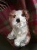 画像1: 仔犬のMOLLY　シュタイフドッグ　１５ｃｍ　ヴィンテージ (1)