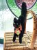 画像2: 目が点になってるベルベットの黒猫　トムキャット　シュタイフ　８ｃｍ (2)