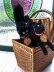 左の黒猫です。