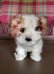 画像3: 仔犬のMOLLY　シュタイフドッグ　１５ｃｍ　ヴィンテージ (3)