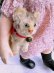 画像2: HAPPY PRICE！　お座り猫さん　SUSI　シュタイフ　キャット　１０ｃｍ　 (2)