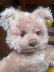 画像4: HAPPY PRICE！シュタイフのふかふかテディ　ドイツベア (4)