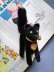 画像2: 目が点になってる黒猫さん　ブラック　トムキャット　小さいベルベット猫　シュタイフ (2)