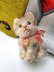 画像1: 小さな猫さん　SUSI　シュタイフ　キャット　１０ｃｍ　 (1)